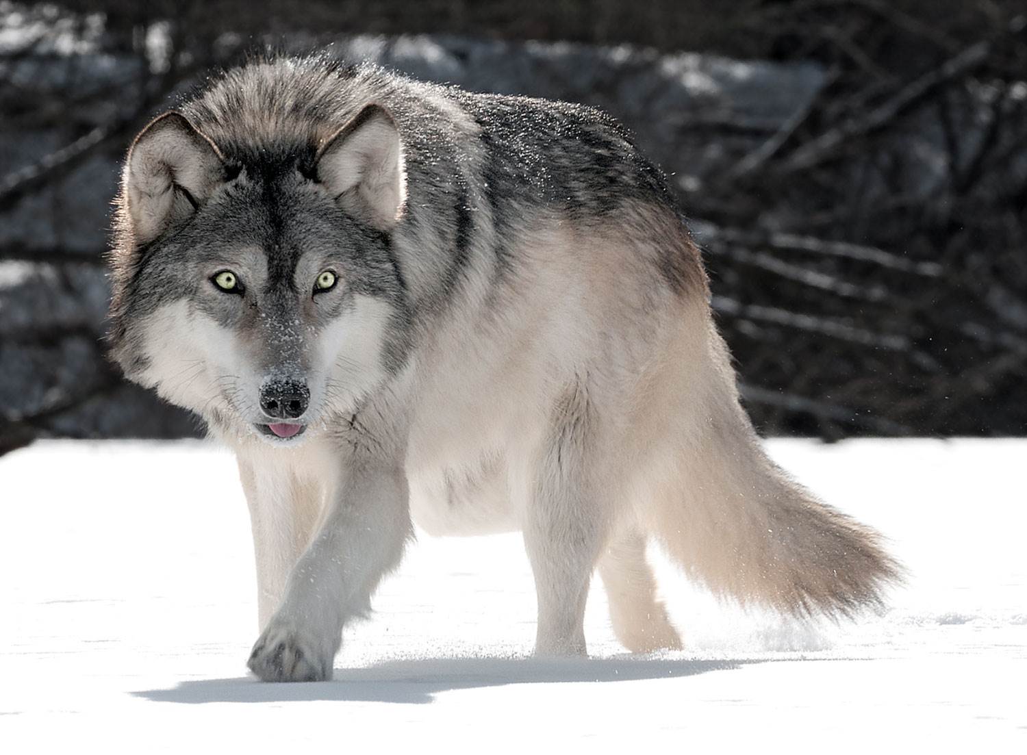 R wolf. Сибирский волк. Среднесибирский волк. «Серый волк» (Сары Буре). Западно Сибирский волк.